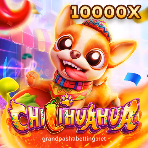 fachai chihuahua portrait
